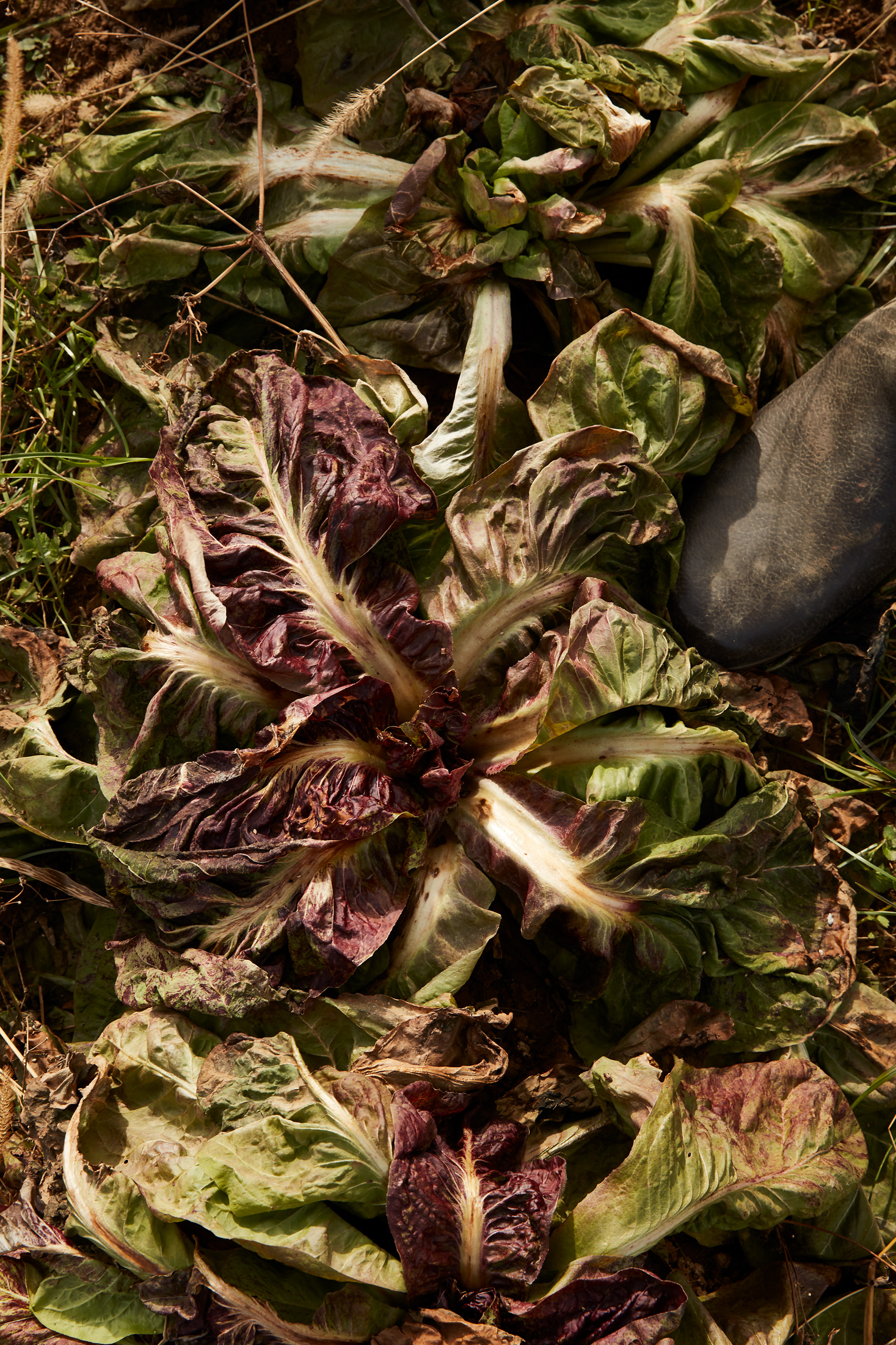 CULTONAUTUMN14