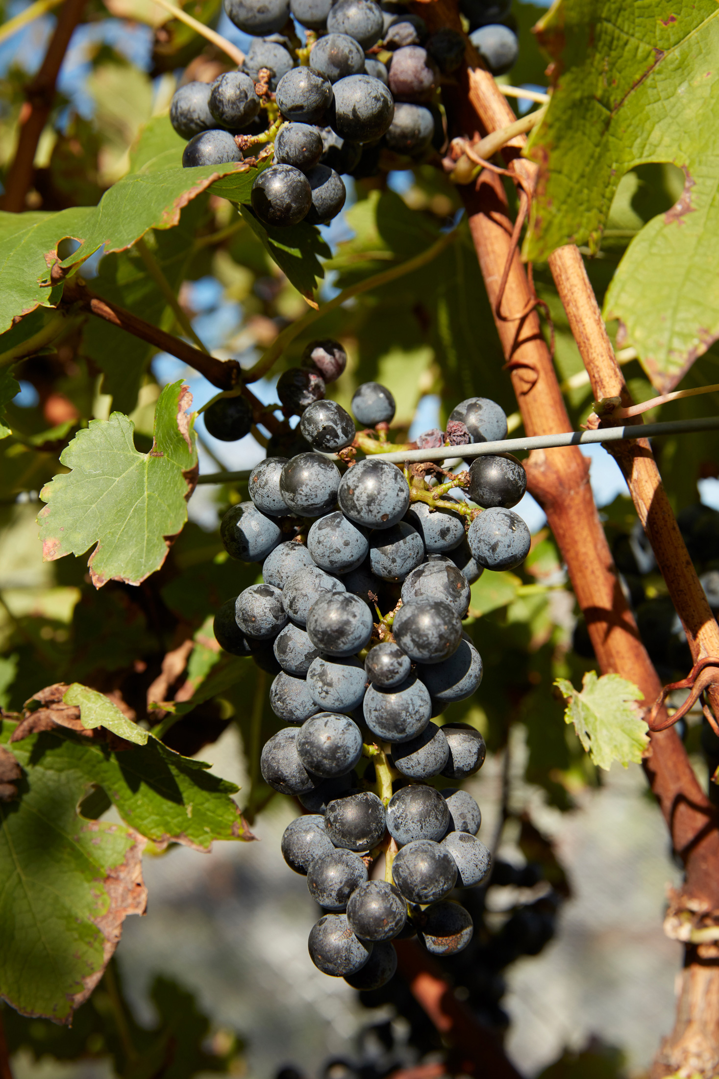 VINO002
